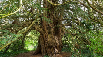 Episode 15: The Pine Tree's Ominous Message