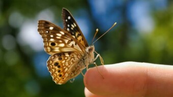 The Shocking Truth About Butterflies
