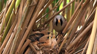 Bearded reedling camouflage master