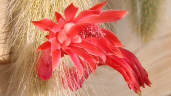 Do you know the MONKEY TAIL CACTUS !?