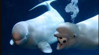 What do the whales do with bitcoin?