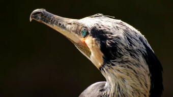 Black Shag - do you have nice eyes, who will you give them to?