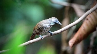 Turdoides - Dirty, surprised, scared, the range of mimics on command