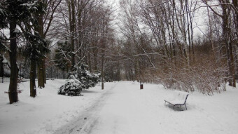 Winter weather continues. Birds are arriving in droves