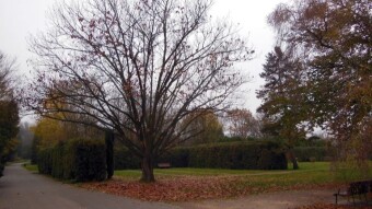 The rotten high is back, it's cold and dark again, but still decent for November - My Actifit Report Card: November 12 2024