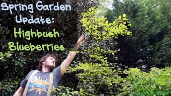 Spring Garden Update: Highbush Blueberries