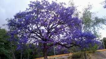 Beautiful Jacarandas II / hermosas Jacarandas II