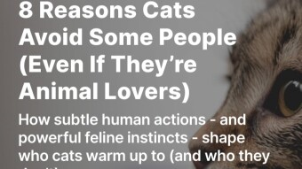 8 Reasons Cats Avoid Some People (Even If They’re Animal Lovers)