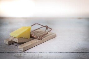 Publish0x: Moving the Cheese for Steemit