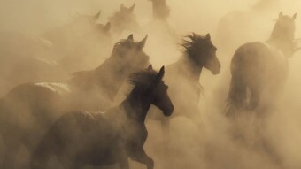Wild Horses