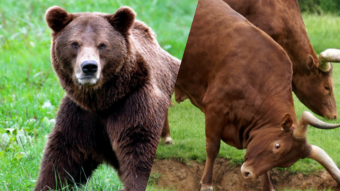 Bears and Bulls Crypto Position