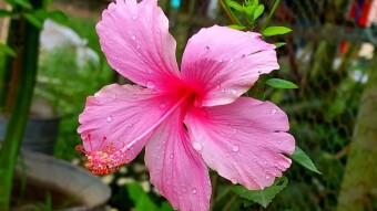 WATER DROPS Photography.