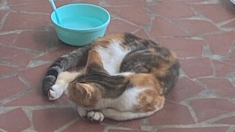Found a furry friend in need of rescue today: introducing Bat Cat