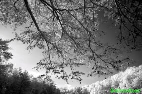 Infrared Photography - Pine cones hanging over lake