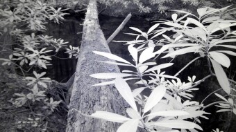 Trails by the creek - Ultraviolet and Infrared Photography