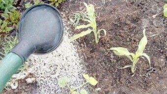 Our Vegetable Plots #12