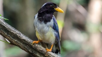 Yellow-billed Blue Magpie - Birding / Wildlife
