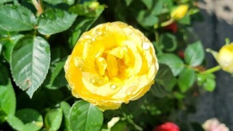 Beautiful yellow rose flower photography