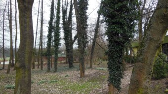 A pleasant Sunday in the park alleys - My Actifit Report Card: March 10 2024