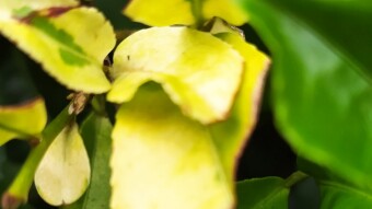 Green-yellow tea...! (Rize/Turkey)