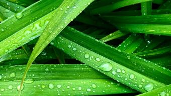 The magic hidden in the little things. Leaves, Dew