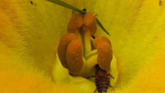 Pumkin Flower with bee photoshoot.