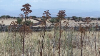 Sardinia landscapes (part. 6 - dry landscapes)