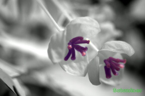 Selective Infrared Photography - Akebia flowers