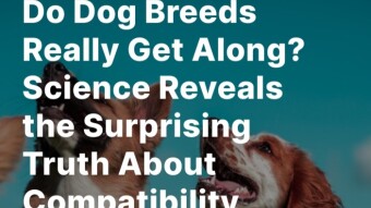 Do Dog Breeds Really Get Along? Science Reveals the Surprising Truth About Compatibility