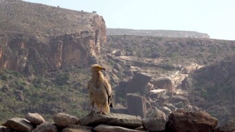 A scavenger from the island of Socotra - the Egyptian Vulture