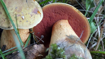 Lurid bolete in my park?