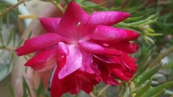 Nature’s Poetry in Petals, A Reflection on Simple Garden Flowers