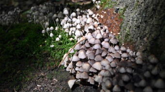 Fairy Inkcap and our friend a calm, slow killer