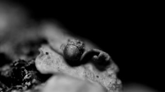 Macro Photography | Black & White Fungus!
