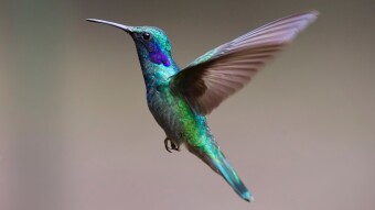 "A Whisper on Wings"
