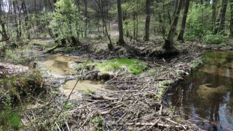 After a few years, the beavers left their feeding place - Jurassic trails. Centuria River