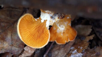 Orange oyster beautiful arboreal mushroom