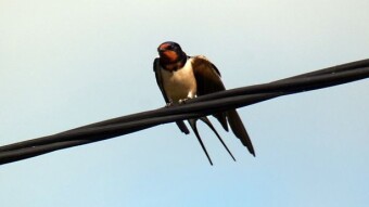 The barn swallow is there every day, i.e. the mayor's house