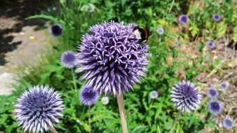Hard -working insects caught at work - a summer walk in the garden