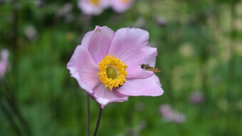 More beautiful and strange flowers in the park garden