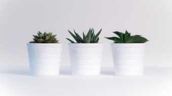 It's a Succulent Affair