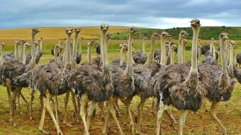 The herd behavior and how you can use this to think about your crypto investments