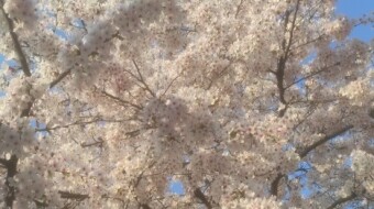 Urban Hiking - Ordinary spring