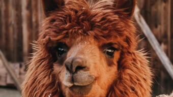 Llamas, Fresno, and everything else I don't understand about Upland. *rant*