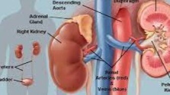 The Marvelous Human Body : The Amazing Kidneys