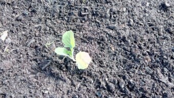 Our Vegetable Plots #7