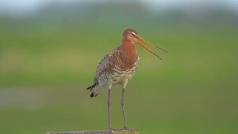 Black-tailed godwit (Limosa limosa) with a beak like a mud drill