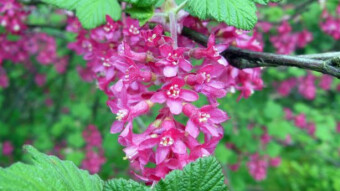 Pulborough Scarlet with the mysterious scent