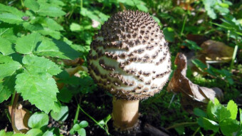 Freckled dapperling - even an experienced mushroom picker may have doubts