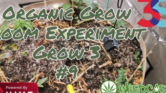 Organic Grow Room Living Soil Experiment Grow 3 - #9